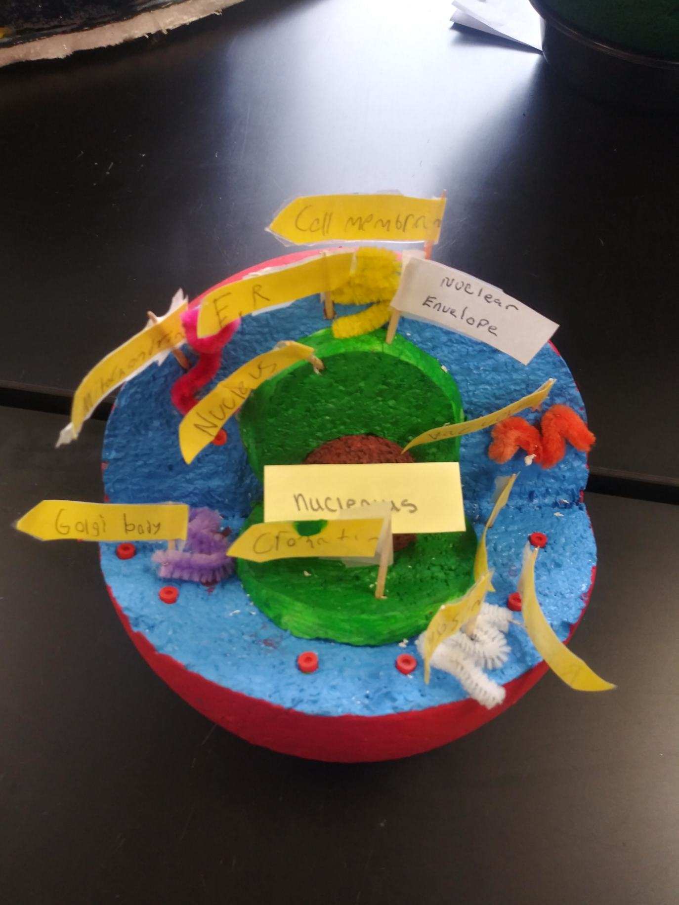 Labeled Animal Cell 7th Grade