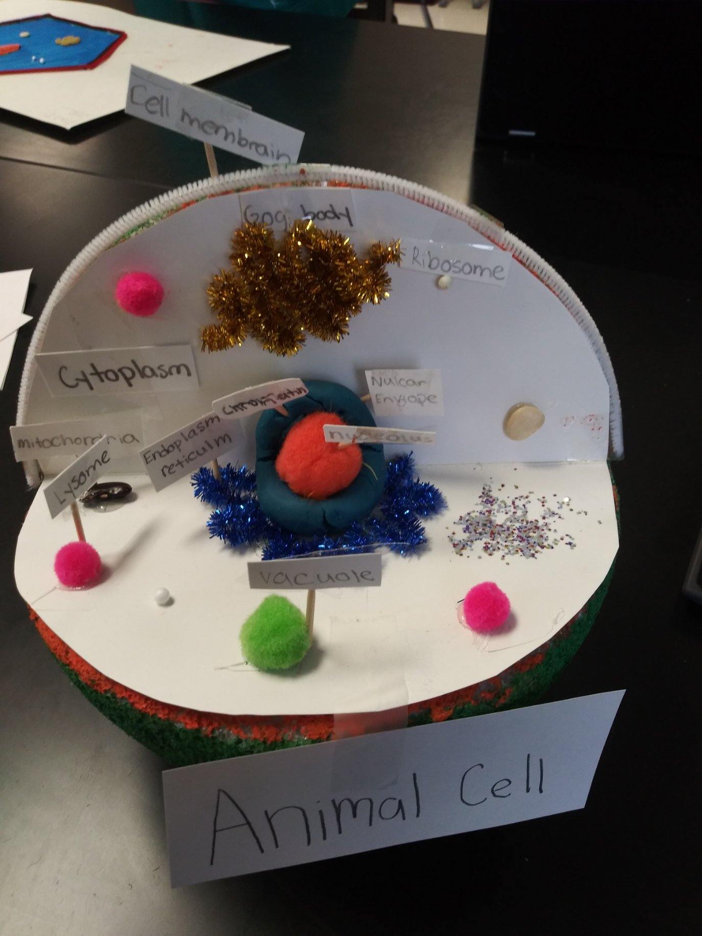 animal cell model 7th grade